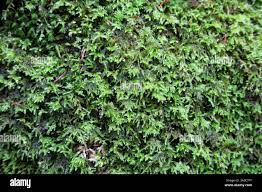 Attēlu rezultāti vaicājumam “Isothecium myosuroides”