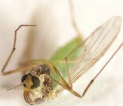 Attēlu rezultāti vaicājumam “Tanytarsus”