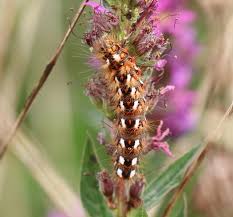 Attēlu rezultāti vaicājumam “Acronicta auricoma larva”