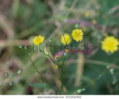 Attēlu rezultāti vaicājumam “Crepis tectorum”