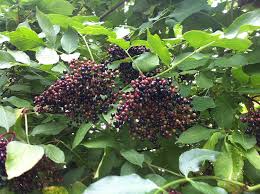 Attēlu rezultāti vaicājumam “Sambucus nigra fruit”