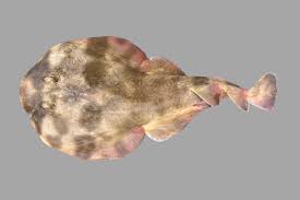 Image result for Myliobatis freminvillei