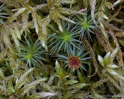 Attēlu rezultāti vaicājumam “Polytrichum juniperinum sporophyte”