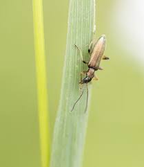 Attēlu rezultāti vaicājumam “Chrysanthia geniculata”