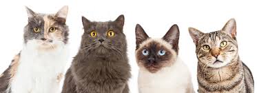 Afbeeldingsresultaat voor katten