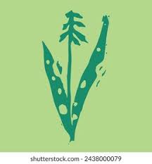 Attēlu rezultāti vaicājumam “Orchis militaris leaf”