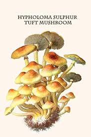 Attēlu rezultāti vaicājumam “Hypholoma sp.”