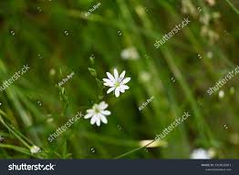 Attēlu rezultāti vaicājumam “Stellaria longifolia flower”