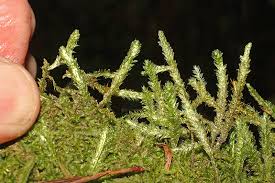 Attēlu rezultāti vaicājumam “Neckera pennata”