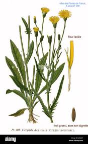 Attēlu rezultāti vaicājumam “Crepis tectorum flower”