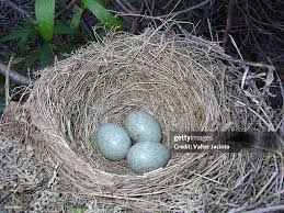 Attēlu rezultāti vaicājumam “Turdus merula eggs”