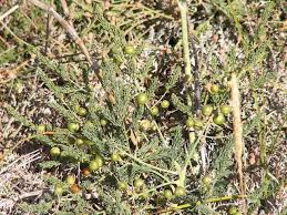 Attēlu rezultāti vaicājumam “Asparagus officinalis leaf”