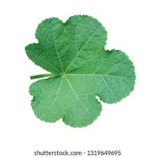 Attēlu rezultāti vaicājumam “Alcea rosea leaf”