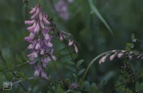 Attēlu rezultāti vaicājumam “Vicia sylvatica”