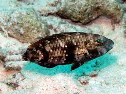Image result for Scarus fuscopurpureus