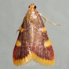 Attēlu rezultāti vaicājumam “Hypsopygia costalis”