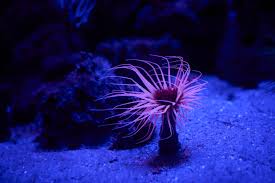 Image result for sea Anemone