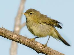 Image result for Phylloscopus ibericus