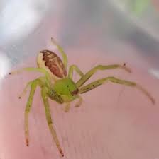 Attēlu rezultāti vaicājumam “Diaea dorsata male”