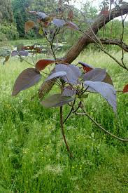 Attēlu rezultāti vaicājumam “Catalpa ovata”