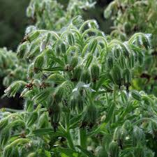 Attēlu rezultāti vaicājumam “Borago officinalis leaf”