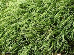 Attēlu rezultāti vaicājumam “Paraleucobryum longifolium”