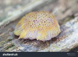 Attēlu rezultāti vaicājumam “Comatricha sp.”