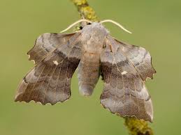 Image result for hawk moth