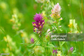 Attēlu rezultāti vaicājumam “Melampyrum cristatum flower”