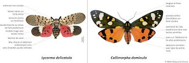 Attēlu rezultāti vaicājumam “Callimorpha dominula”