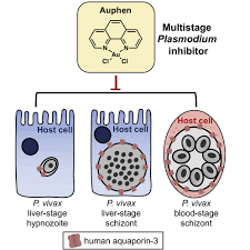 Attēlu rezultāti vaicājumam “Enteridium olivaceum plasmodium”