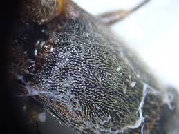 Attēlu rezultāti vaicājumam “Athous sp.”