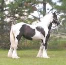 Big Sky Gypsy and Drum Horses, Gypsy Vanner, Gypsy Horses, Gypsy ...