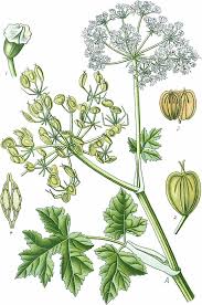 Attēlu rezultāti vaicājumam “Heracleum sosnowskyi fruit”