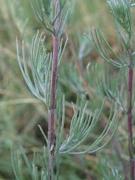 Attēlu rezultāti vaicājumam “Artemisia campestris leaf”