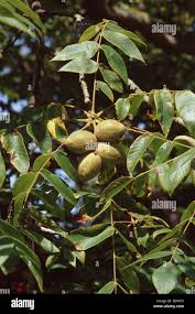 Attēlu rezultāti vaicājumam “Juglans cinerea fruit”