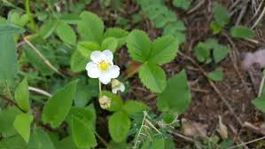 Attēlu rezultāti vaicājumam “Fragaria viridis fruit”