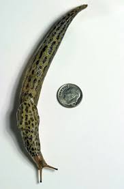 Attēlu rezultāti vaicājumam “Limax maximus”