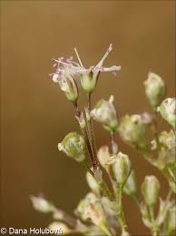 Attēlu rezultāti vaicājumam “Gypsophila fastigiata bud”