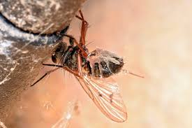 Attēlu rezultāti vaicājumam “Entomophthora”