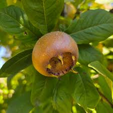 Attēlu rezultāti vaicājumam “Mespilus germanica fruit”