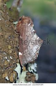 Attēlu rezultāti vaicājumam “Odontosia carmelita”