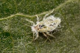 Attēlu rezultāti vaicājumam “Thecabius affinis”