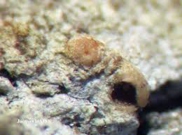 Attēlu rezultāti vaicājumam “Thelopsis rubella”