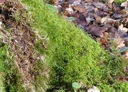 Attēlu rezultāti vaicājumam “Eurhynchium striatum”