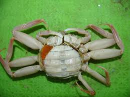 Image result for Chionoecetes opilio