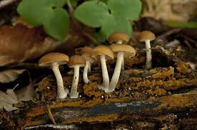 Attēlu rezultāti vaicājumam “Galerina marginata”