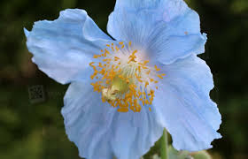 Image result for Scheinmohn