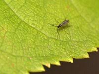 Attēlu rezultāti vaicājumam “Sciara analis”