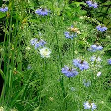 Image result for Nigella damascena